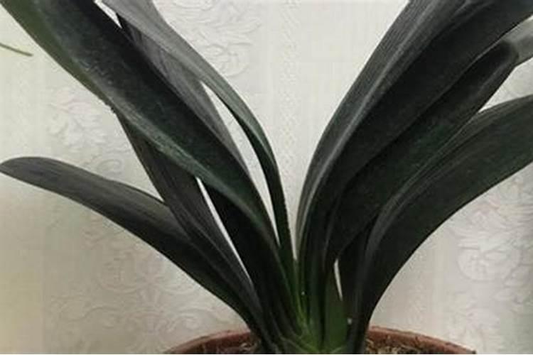 君子兰用什么肥料最好