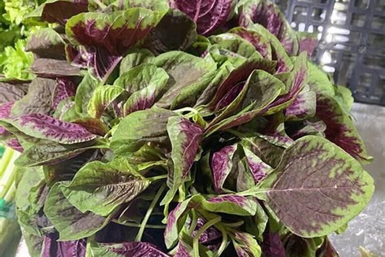 苋菜早熟栽培的技术关键是什么？