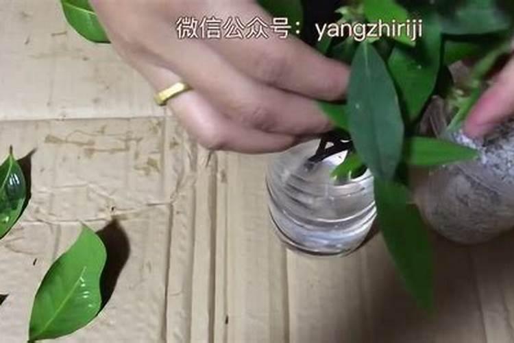 根多多生根水溶肥使用方法
