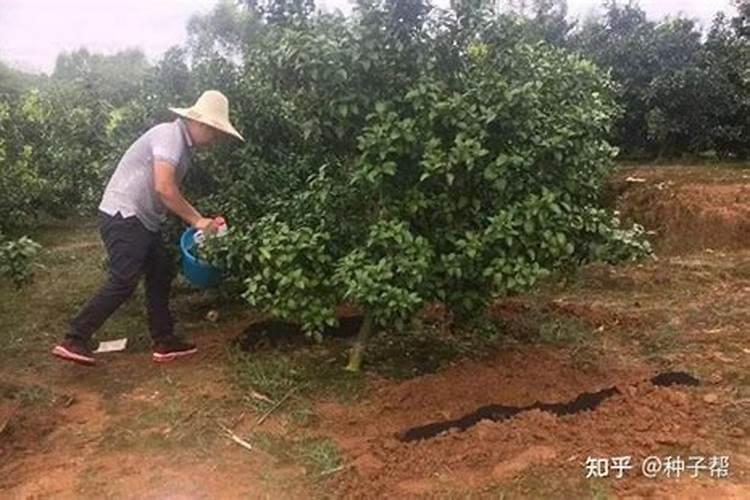 概括树木养护方法