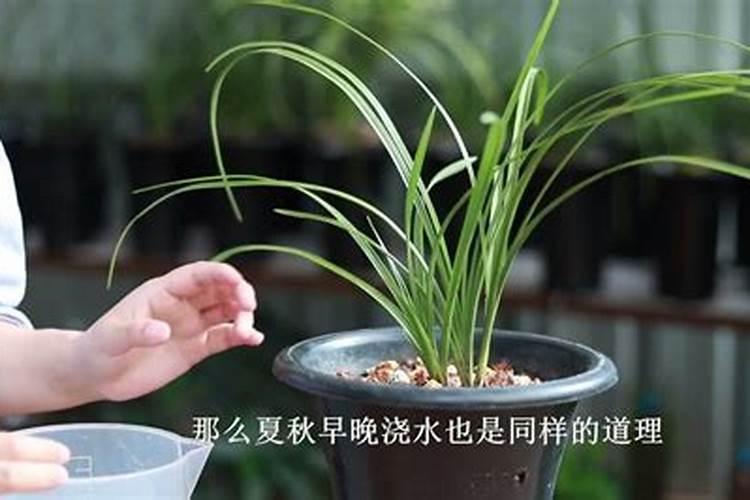 兰花用什么肥料最好,氮、磷、钾三种是必备的