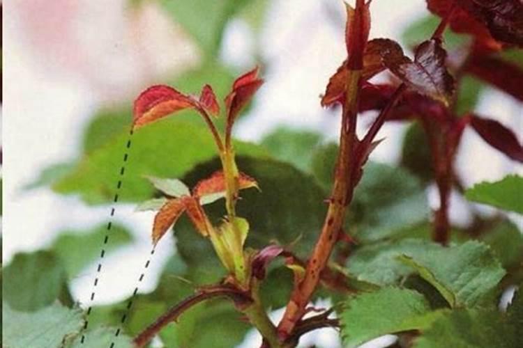 月季僵苗了怎么办 花娘教你六大招打破僵苗