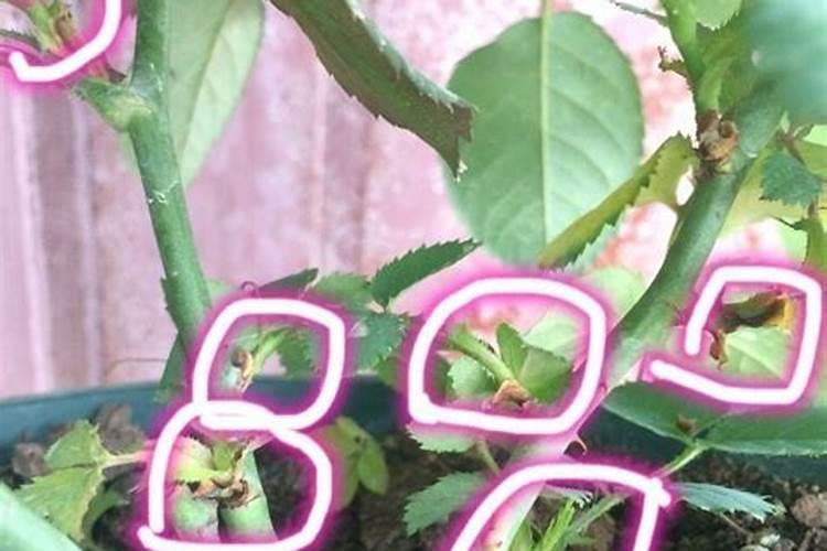 月季盲芽成因及处理