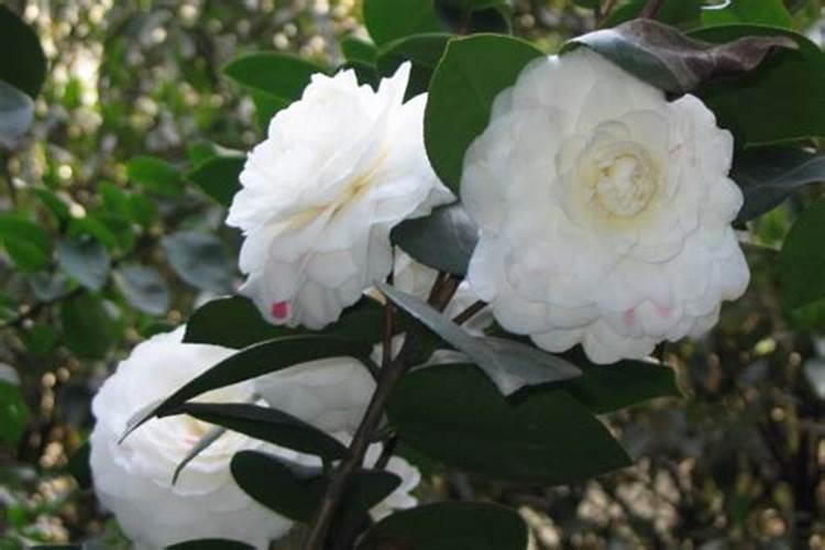 大豆需要施肥吗