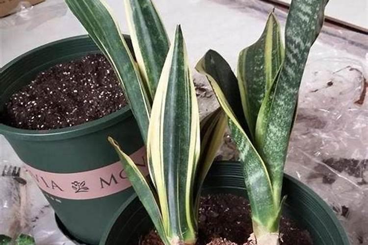 虎皮兰怎么养？需要什么肥料？