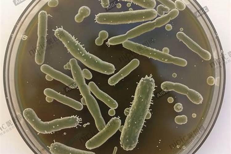 微生物肥料有哪些 与化肥的关系