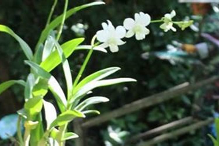 怎样养好健美的石斛？