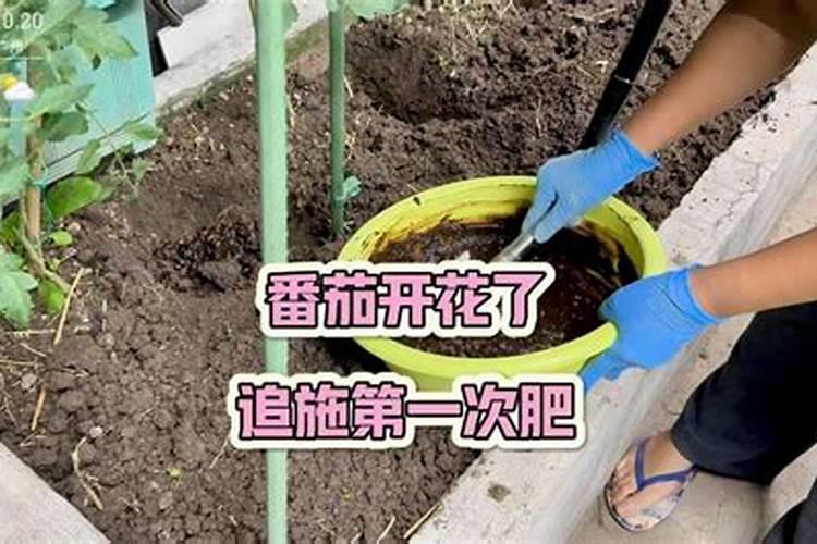 油菜移栽后几天可施肥