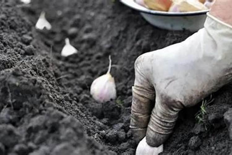 大蒜用什么肥根茎膨大快？怎样能让蒜头膨大？大蒜膨大剂哪种好？