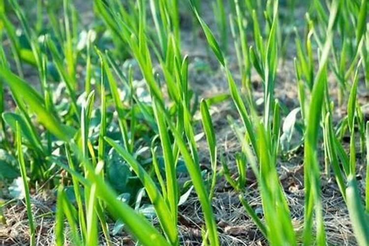 种大蒜最好的复合肥