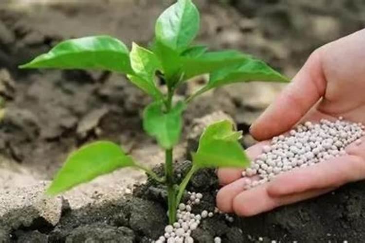瓜果蔬菜叶面肥的正确使用方法(什么时候打叶面肥好)