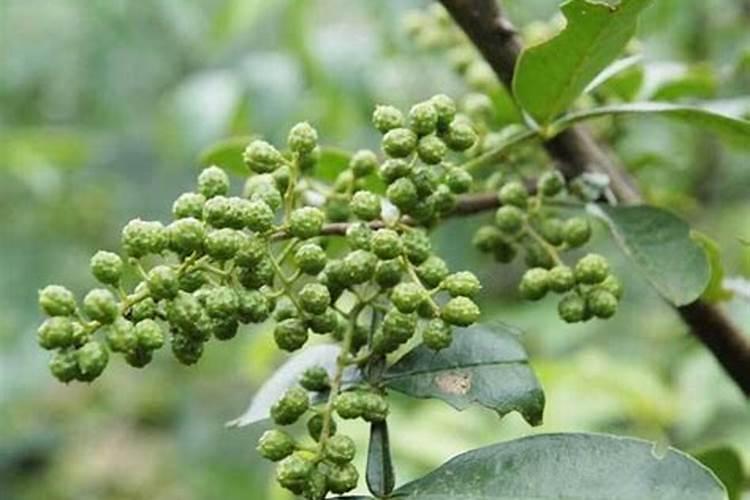 花椒树需要什么肥料？