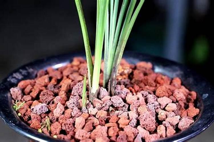 兰花换盆后多久施肥