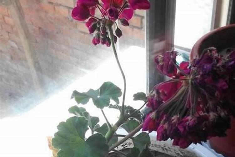 氮肥可以兑水浇花吗