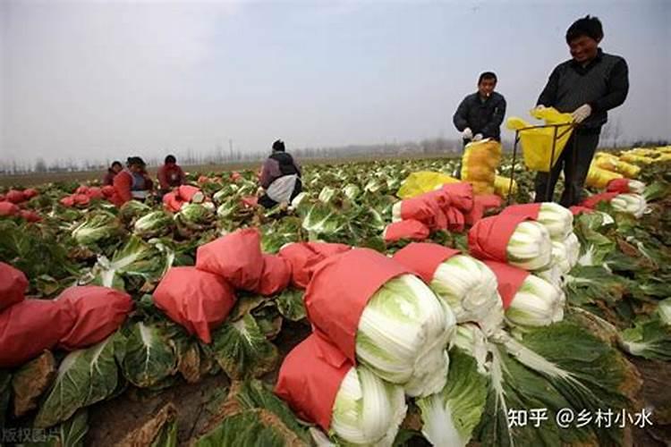 夏季大白菜包心期管理要点