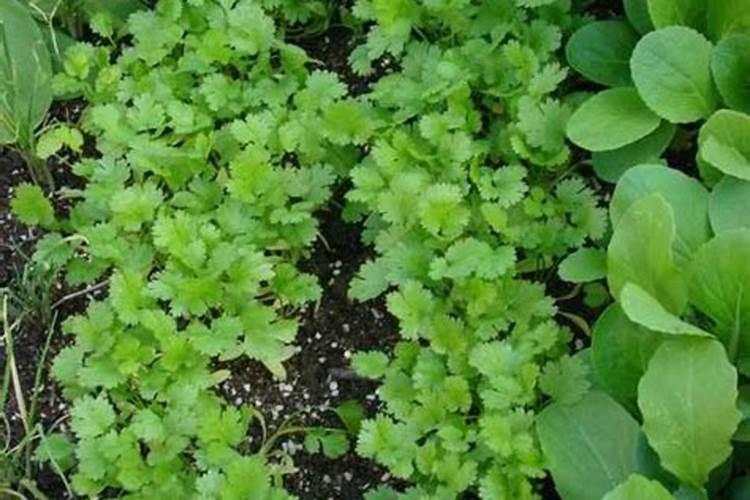 香菜重茬死苗怎么办？
