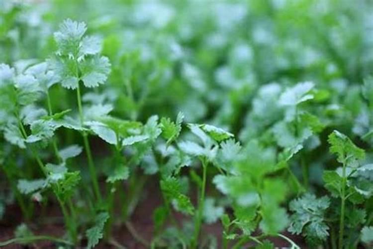 香菜浇什么肥料合适