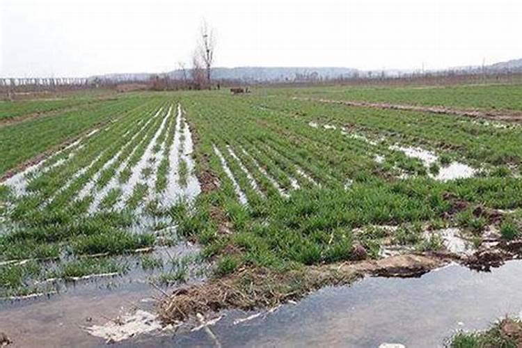 有露水可以打叶面肥吗