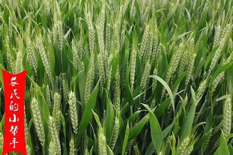 叶面肥料一般在什么时候使用(叶面肥在什么时间喷效果好)