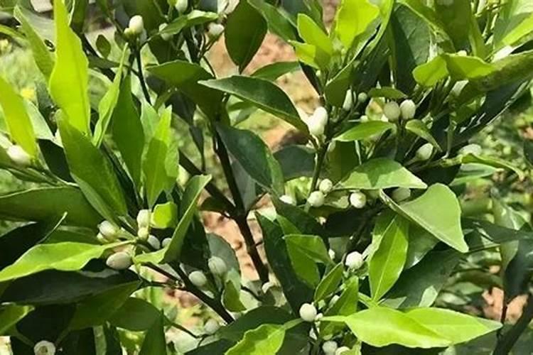 柑橘开花之际用哪种肥料比较好