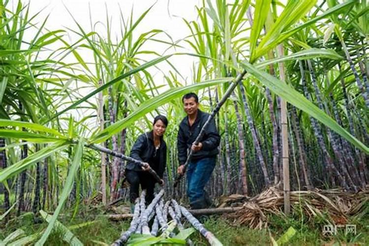 甘蔗施什么肥？