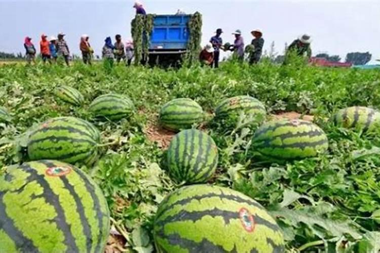 西瓜缓苗期能用巧颗粒水溶肥吗,一亩用多少