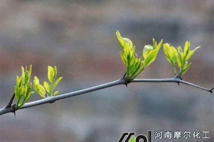 枣树施什么肥最好