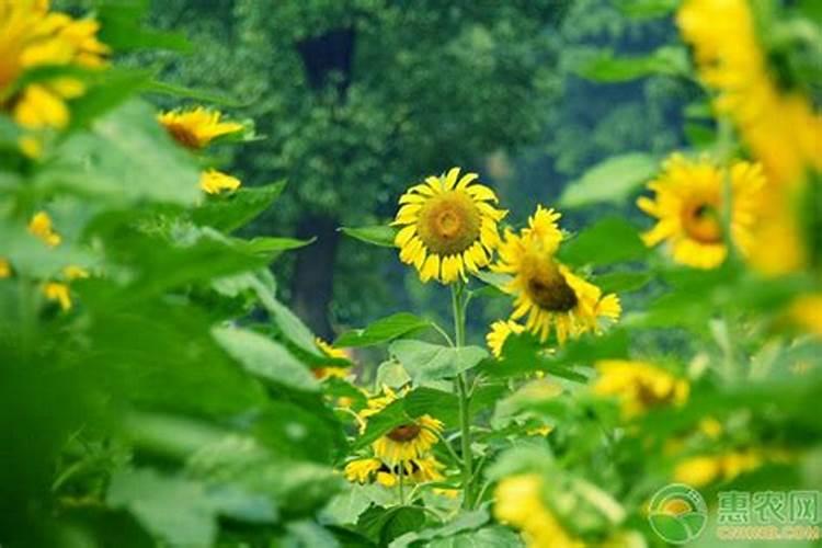 向日葵用什么肥料好