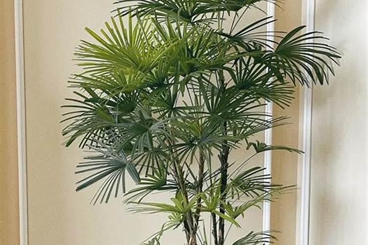 观音竹叶子蔫了怎么办