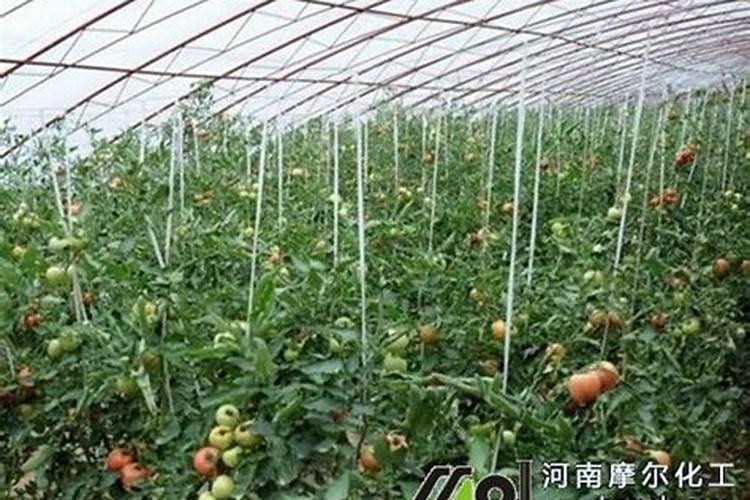 西红柿果实膨大和转色期一亩地需要氮磷钾多少？是不是有标准？