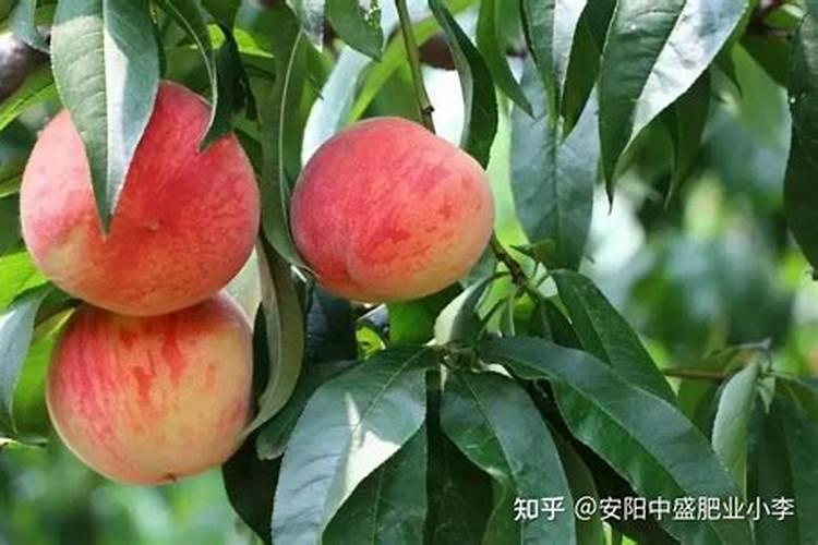 大蒜最忌什么肥料