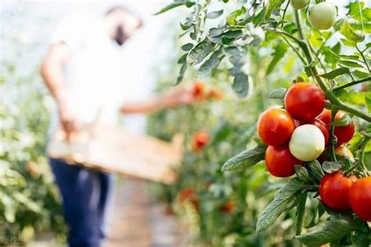 草莓西红柿的种植方法和管理技术