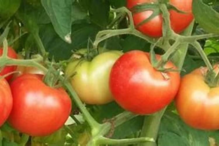 草莓种植钾肥过高的坏处？怎么调？