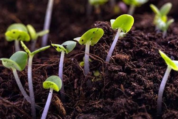 氮磷钾 生物菌肥 有机肥 可不可以混合在一起追肥