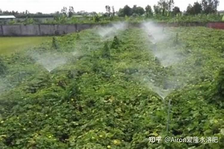 80%胺鲜酷甲哌鎓个大豆盛花期控旺熊加中量元素水溶肥吗