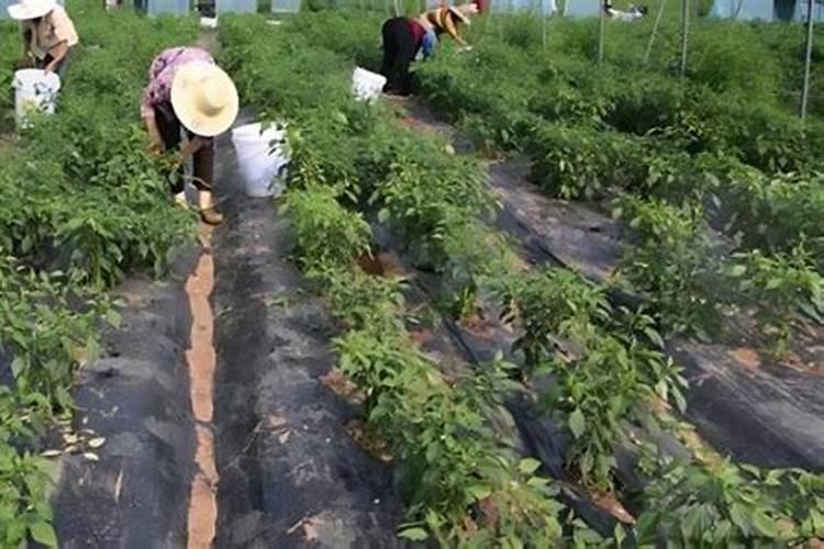 辣椒怎么施肥？