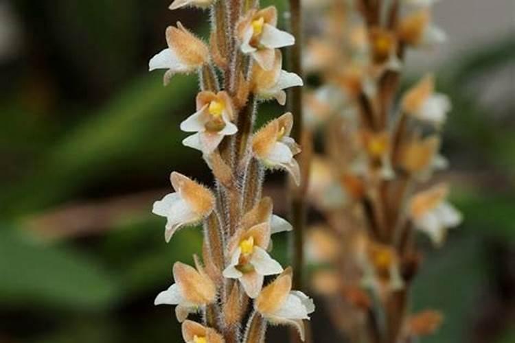 匙唇兰怎么施肥