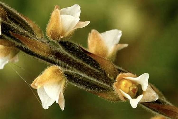 匙唇兰怎么施肥