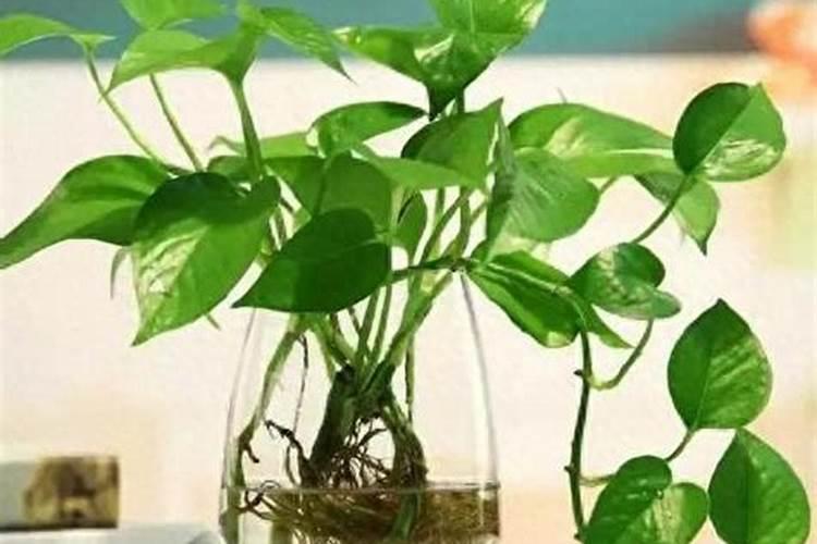 用这种水浇绿萝,保证不黄叶、快速爆盆