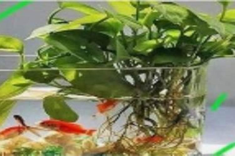 绿萝浇什么才能更旺盛