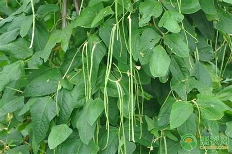 豇豆的高产施肥方法