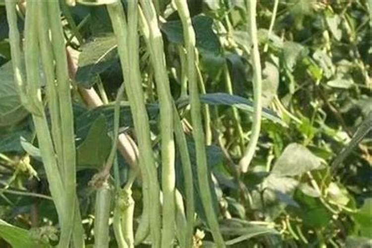 豇豆高产栽培管理方法