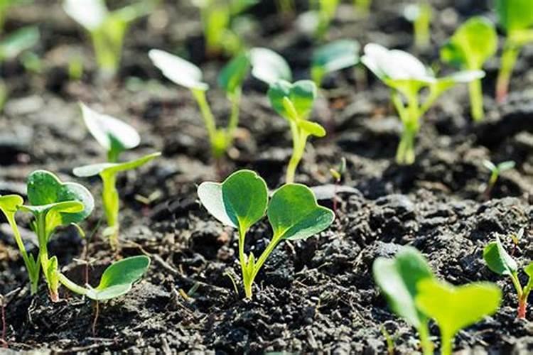 青萝卜用什么肥料好