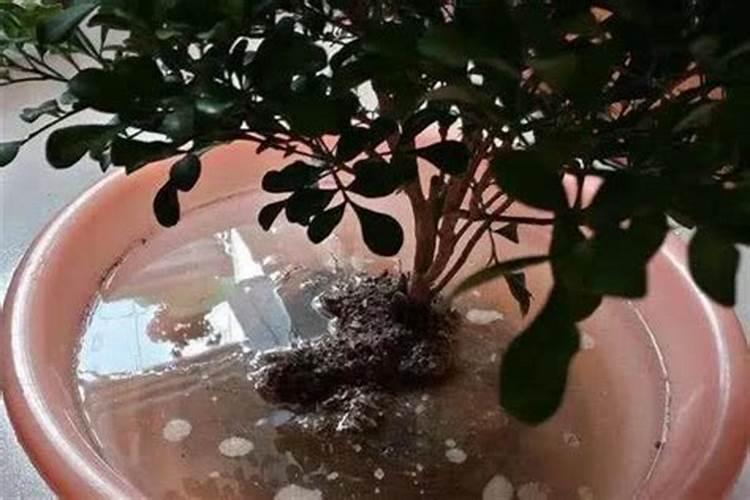 复合肥可以兑水浇树吗