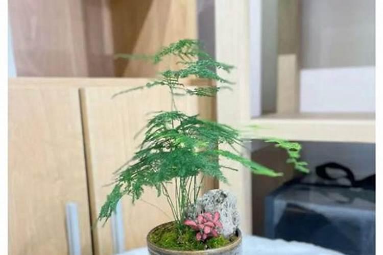 文竹能否施尿素