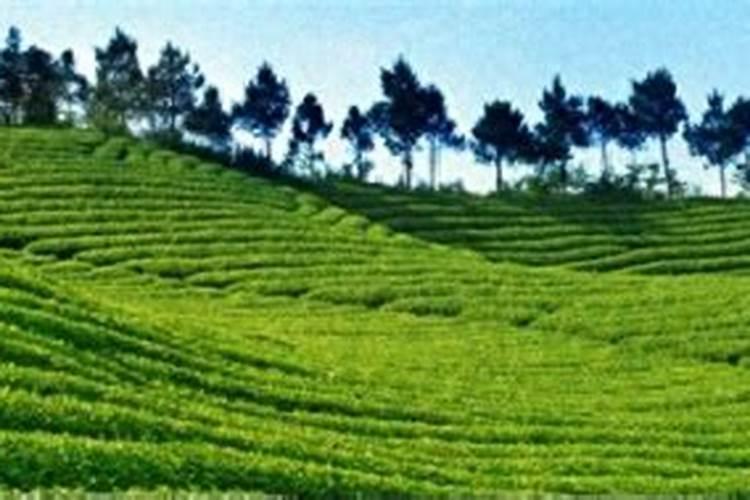 什么肥能促进茶叶树生长