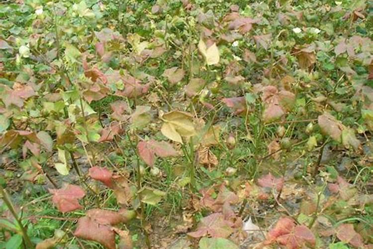 果树缺硼怎么办 果树缺硼症状有哪些