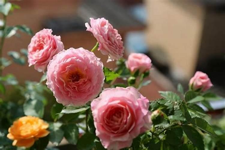 养月季哪种肥料效果更好,生长更旺盛