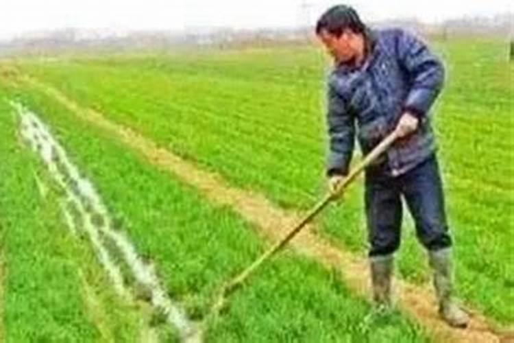 盐碱地小麦追什么肥最好