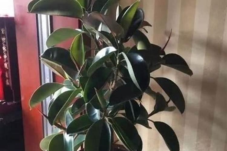 橡皮树的养殖方法